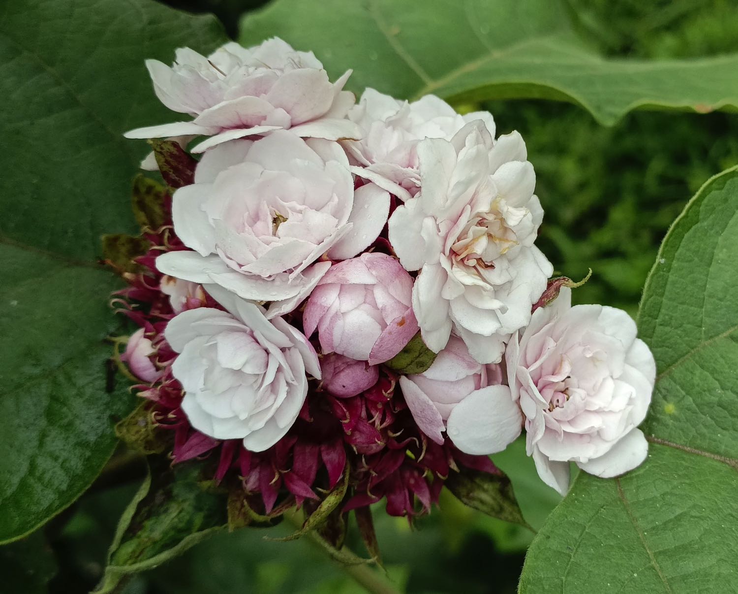 Clerodendrum Enfleurage Oil
