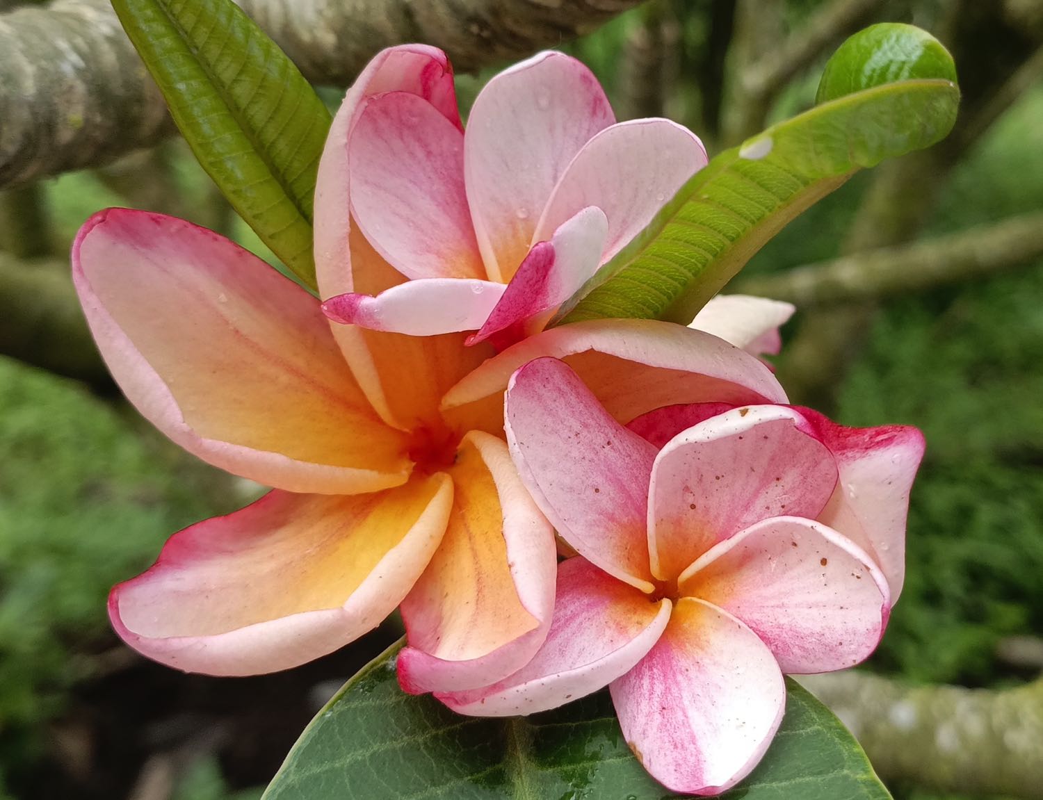Frangipani Enfleurage Oil