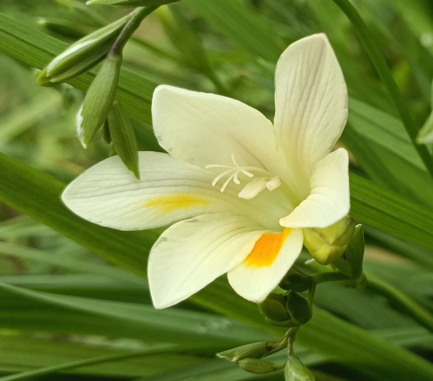 Freesia Enfleurage Oil