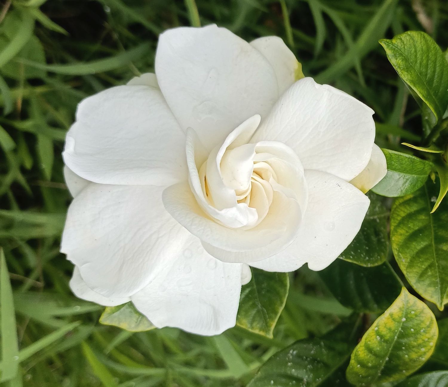 Gardenia Enfleurage Oil