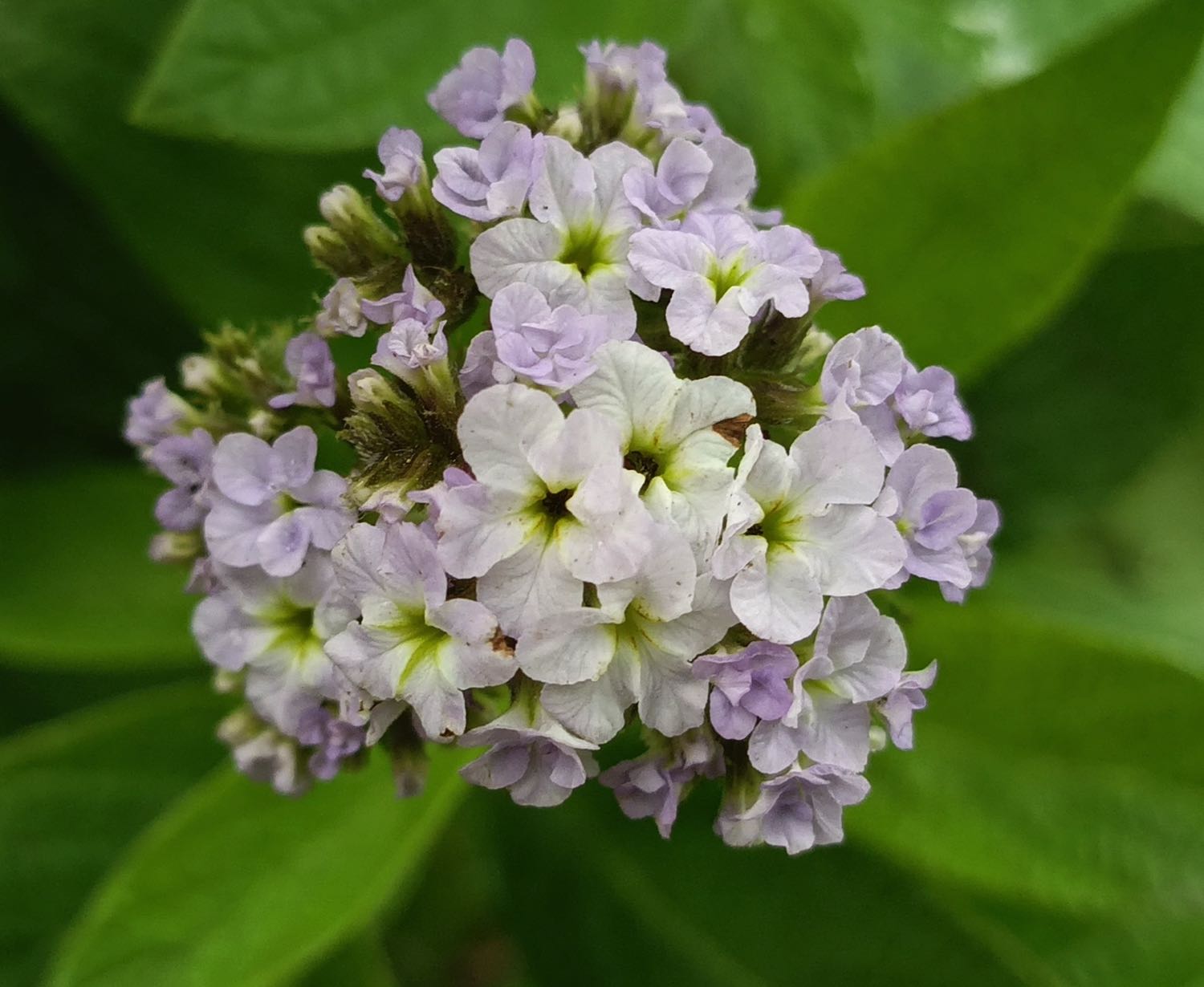 Heliotrope Enfleurage Oil