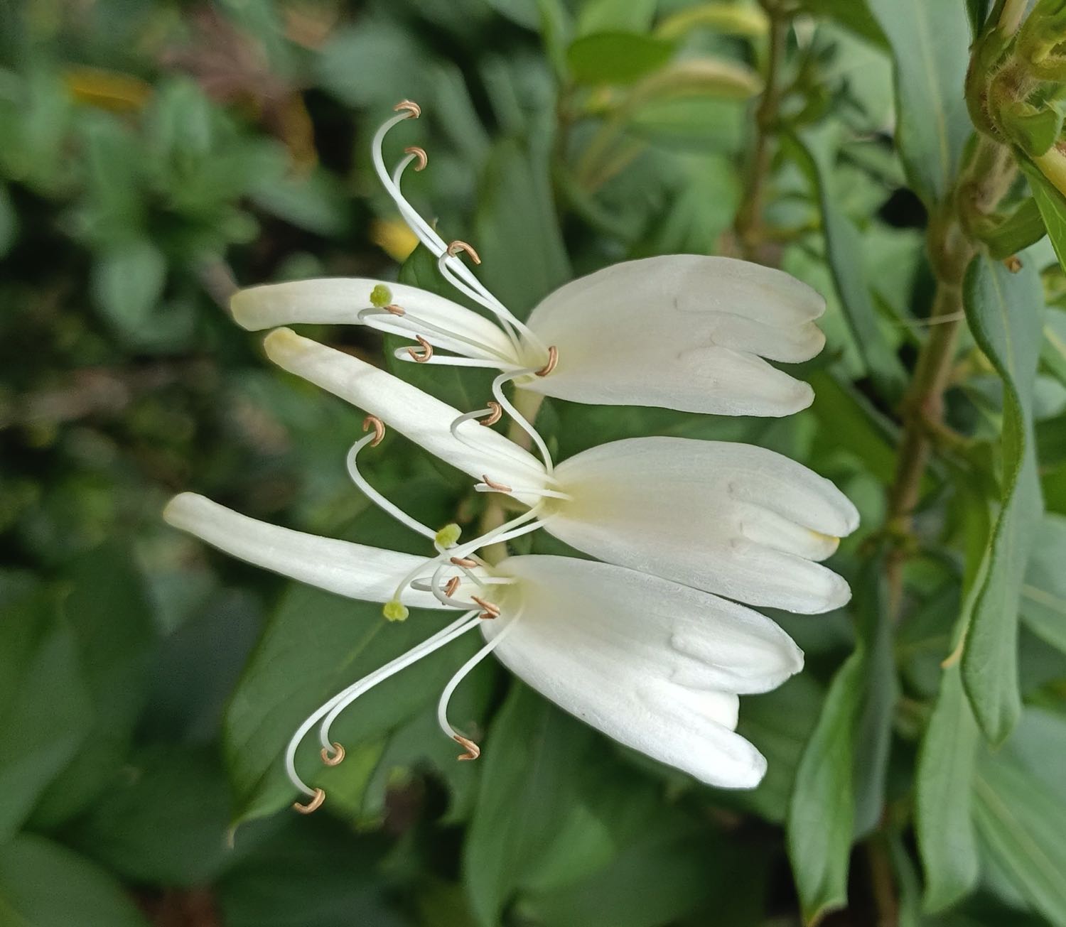 Honeysuckle Enfleurage Oil
