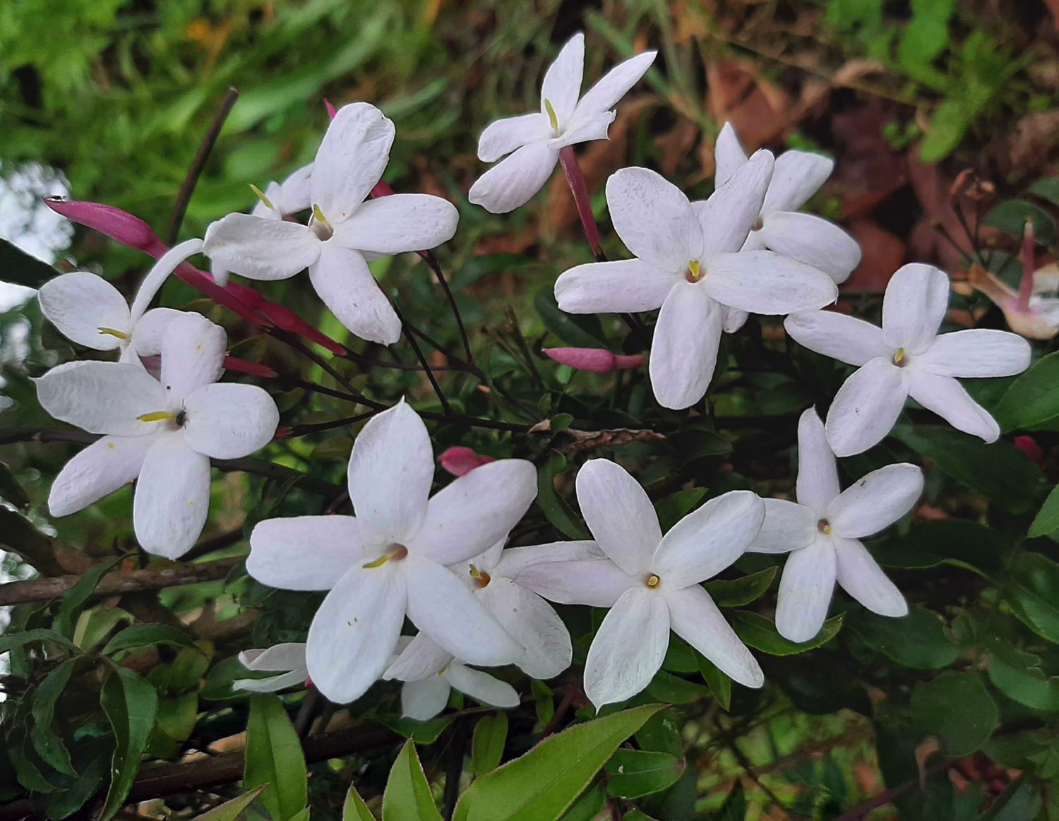 Jasmine Enfleurage Oil