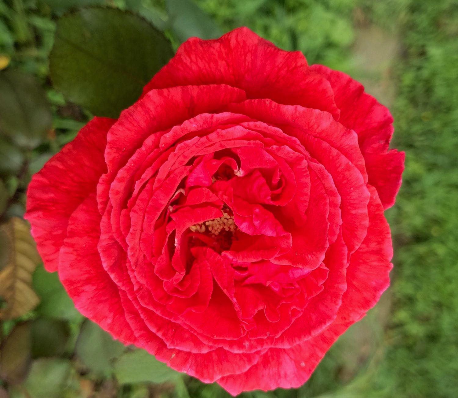 Rose Enfleurage Oil