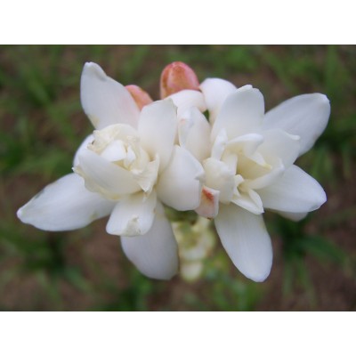 Tuberose Enfleurage Oil