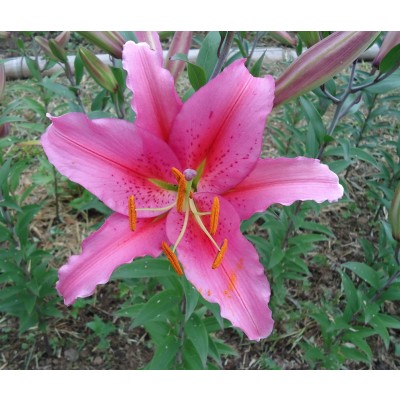 Lily Enfleurage Oil